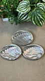 Natural Abalone Shells