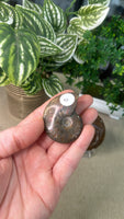 Ammonites