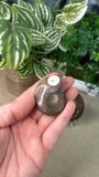 Ammonites