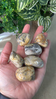 Crazy Lace Agate Large Tumbles