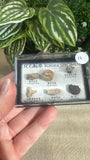 Mini fossil box