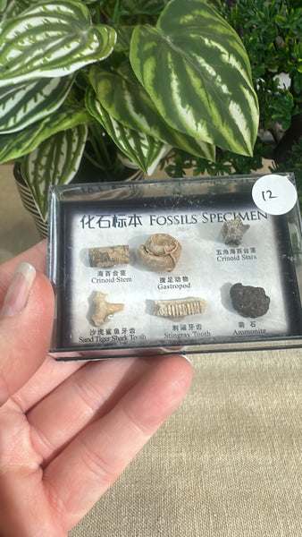 Mini fossil box