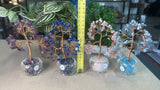 Money Trees
