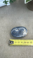 Blue Coral Fossil Palm Stone