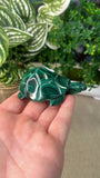 Malachite Turtle