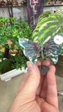 Butterfly Wings