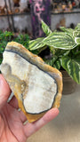 Jasper Wood Slice