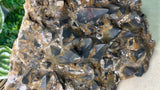 Black Dog Tooth Calcite with hematoid phantoms