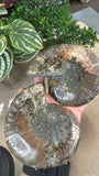Sliced Ammonite