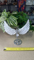 Selenite Angel Wings