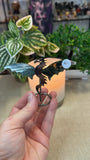 Dragon Wings