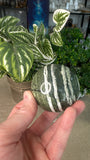 Green Zebra Jasper Sphere