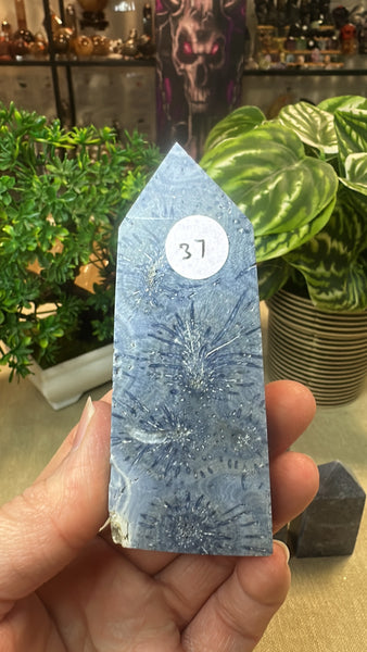 Blue Coral Fossil Points