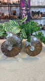 Ammonites