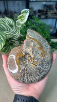 Large Ammonite