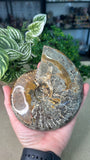 Large Ammonite