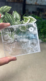 Selenite Slices