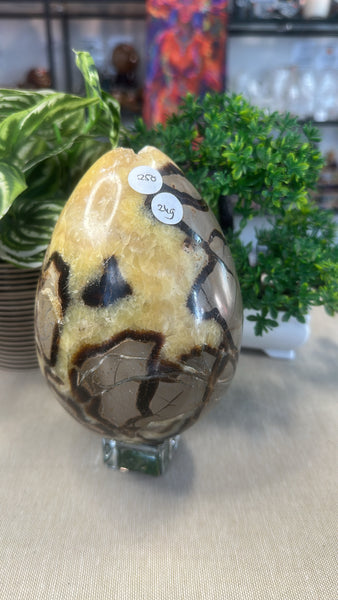 Septarian egg