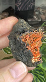 Crocoite From Adelaide Mine