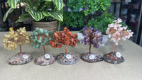 Money Trees