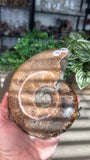 Ammonite