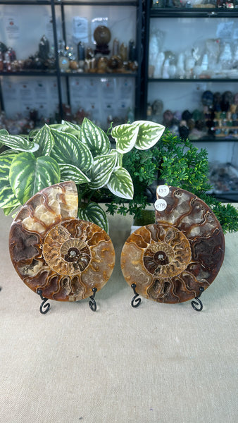 Sliced Ammonite