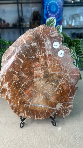 Petrified Wood Slice