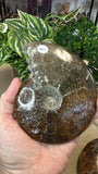 Ammonites