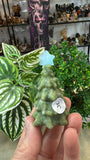 Green Jade Christmas Trees
