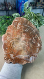 Petrified Wood Slice