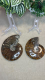Ammonites