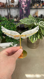 Clear Quartz Angel Wings