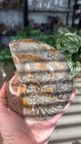 Ammonite