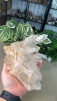 Clear Quartz cluster