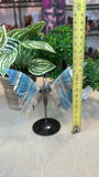 Blue Onyx Butterfly Wings