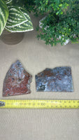 Ocean Jasper Slices