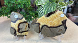 Septarian Slices