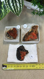 Crocoite From Adelaide Mine