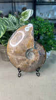 Large Ammonite