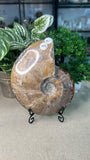 Large Ammonite