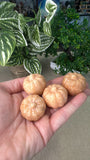 Orange calcite Pumpkins