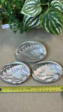 Natural Abalone Shells