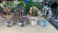 Money Trees