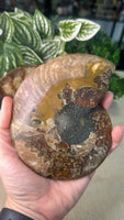 Sliced Ammonite