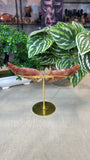 Fire Quartz Wings
