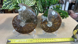 Ammonites