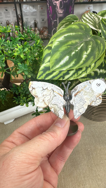 Butterfly Wings