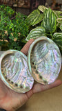 Natural Abalone Shells