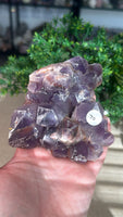 Amethyst Clusters