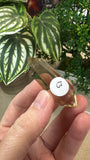 Citrine Double terminated points